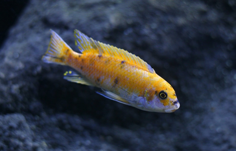 Labeotropheus trewavasae 'Border'